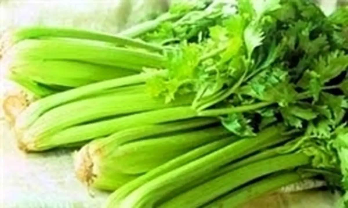 اجرای طرح «استحصال مواد موثره کرفس کوهی» در چهارمحال و بختیاری