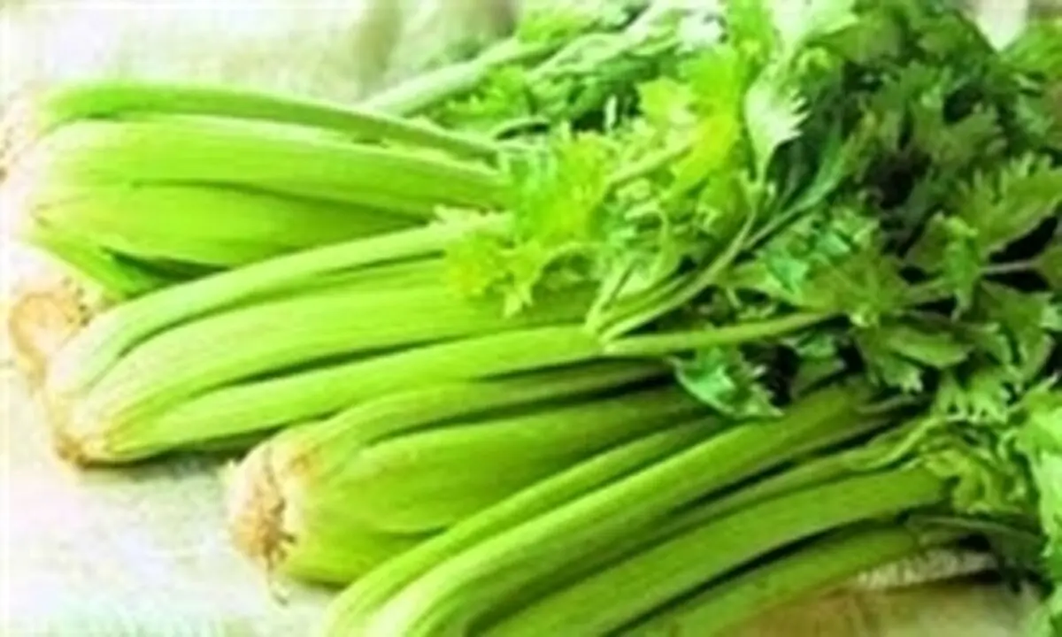 اجرای طرح «استحصال مواد موثره کرفس کوهی» در چهارمحال و بختیاری