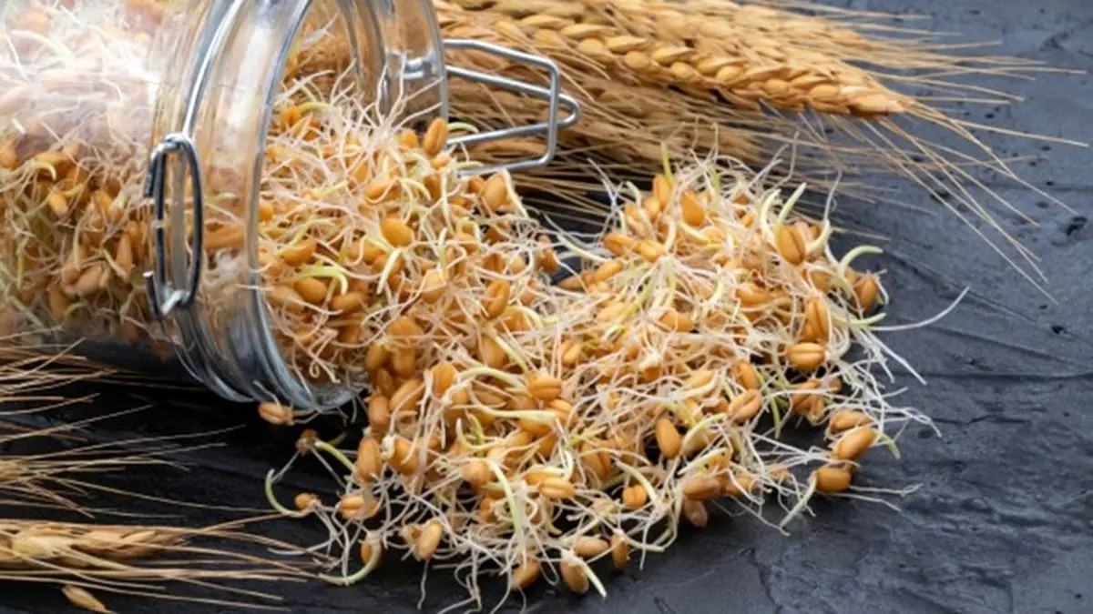 خواص بی نظیر جوانه گندم/ بهترین شیوه تهیه نان