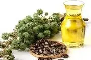  معجزه روغن گرچک برای نازکی مو 
