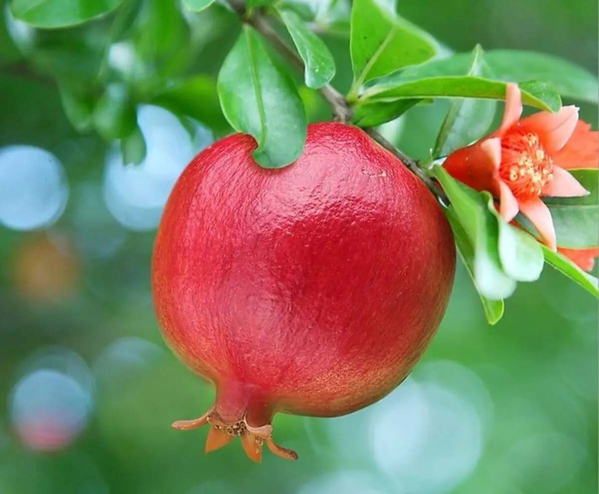 شکوفه انار؛ درمان طبیعی کنترل دیابت