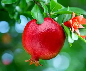 شکوفه انار؛ درمان طبیعی کنترل دیابت