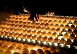 خرید ۷۵ هزارتن مرغ و تخم مرغ برای تنظیم بازار