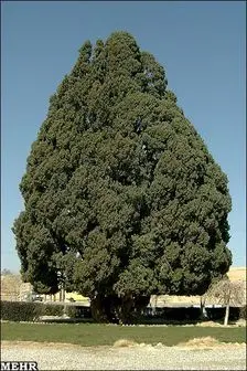 پیر ترین درخت ایران در حال خشک شدن است