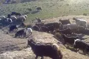 سریال تکراری سرقت احشام در بیجار
