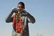آنچه از خواص زرشک نمی دانید!