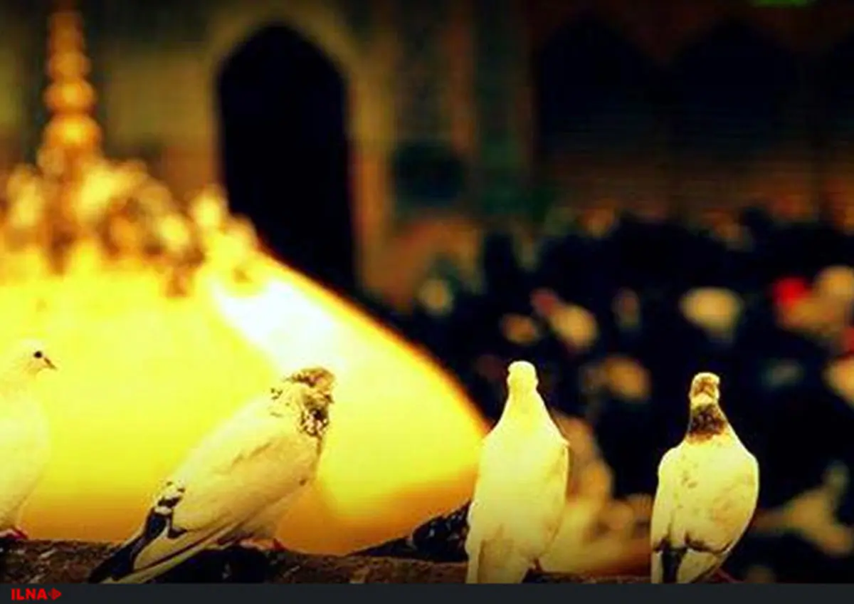 حرم مطهر امامرضا(ع) سفیدپوش شد