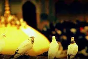حرم مطهر امام‌رضا(ع) سفیدپوش شد 
