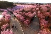 شکوفه‌های درختان گیلاس در ووهان چین /گزارش تصویری