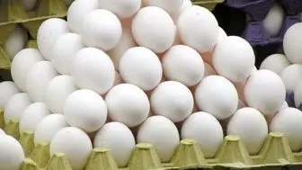 صادرات تخم‌مرغ افزایش می‌یابد
