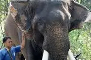 صحنه دلخراش از فیلی که صاحبش را کشت!
