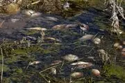 مرگ دسته‌جمعی ماهی‌ها/ گزارش تصویری