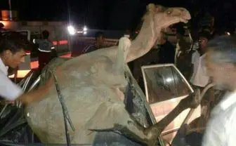 تصادف مرگبار پراید با شتر در محور ایرانشهر-بم