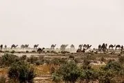 هشدار در خصوص مصرف شیر شتر