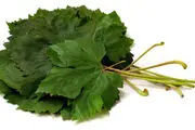 گیاهی که یک تنه سرما خوردگی و آنفلوانزا را حریف است