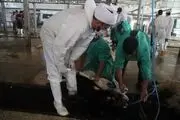 حذف ناظر دامپزشک به بهانه کاهش هزینه‌های واردات گوشت! 