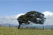 خانم بازیگر بالای درخت! +عکس 