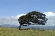 درخت عجیبی که خود یک جنگل است! +عکس 