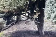 پاییز امسال با کاهش باران مواجه خواهیم بود