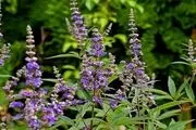 گیاهانی که هورمون‌های بدن را تنظیم می‌کند