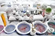 بهار در زمستان/گزارش تصویری
