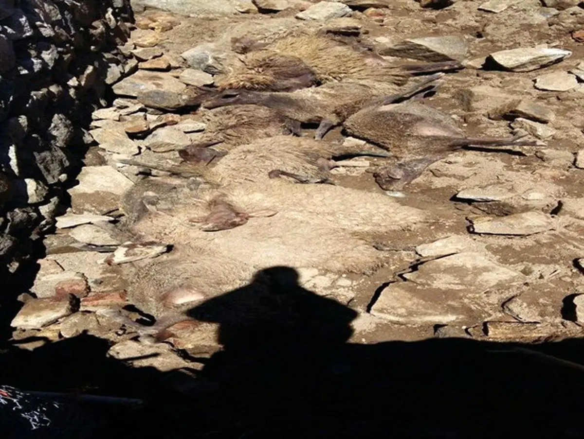 بیش از 70 راس گوسفند براثر آوار در تویسرکان تلف شد