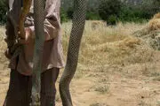
افعی 3 متری قاتل جان گوسفندان + عکس
