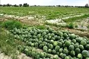 بوی دست‌پخت مسئولان بلند شد؛ بفرمایید 