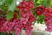 میوه بهشتی برای سلامت قلب، مغز و چشم