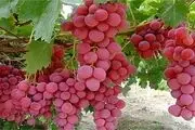 میوه بهشتی برای سلامت قلب، مغز و چشم