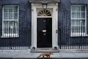 حضور روباه پیر در دفتر نخست وزیر انگلیس/ عکس