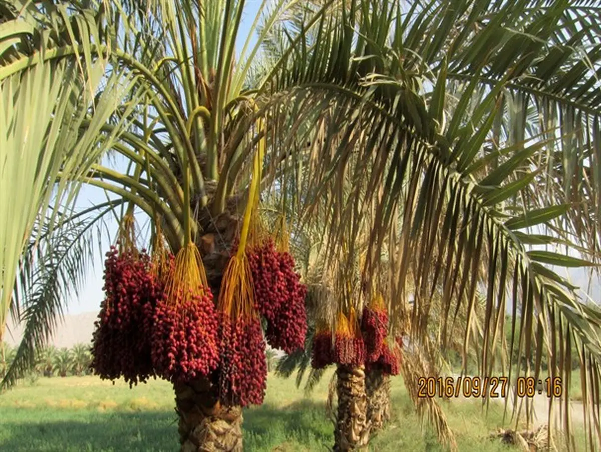 برداشت خرما از نخلستان های حاجی آباد آغاز شد