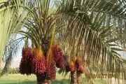 برداشت خرما از نخلستان های حاجی آباد آغاز شد
