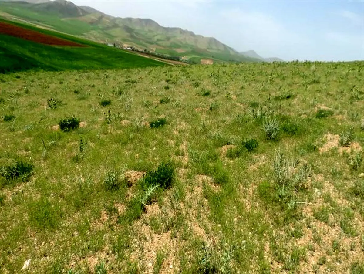طرح کمربند حفاظتی برای مشخص کردن مرز اراضی ملی و غیر ملی انجام شد