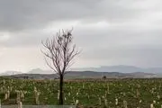 قبرستان قربانیان زلزله سرپل ذهاب/ عکس