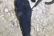 هلاکت عامل تروریستی در شهرستان بوکان