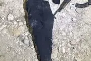 هلاکت عامل تروریستی در شهرستان بوکان