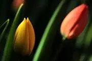 باغ لاله در خانه / گزارش تصویری