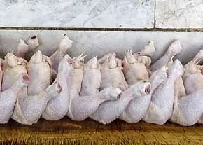 کاهش قیمت گوشت مرغ برای ماه رمضان