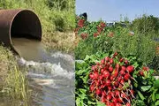 احتمال استفاده از آب فاضلاب برای آبیاری سبزیجات شهرستان ری