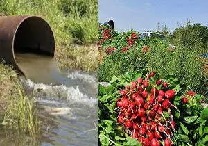 احتمال استفاده از آب فاضلاب برای آبیاری سبزیجات شهرستان ری