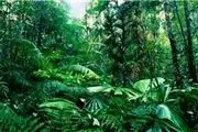 آمازون؛ بزرگترین میراث طبیعی جهان