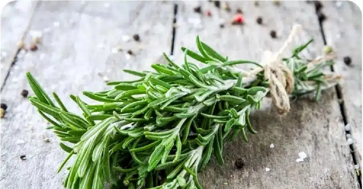 با این گیاه از خستگی و بیحالی خداحافظی کنید