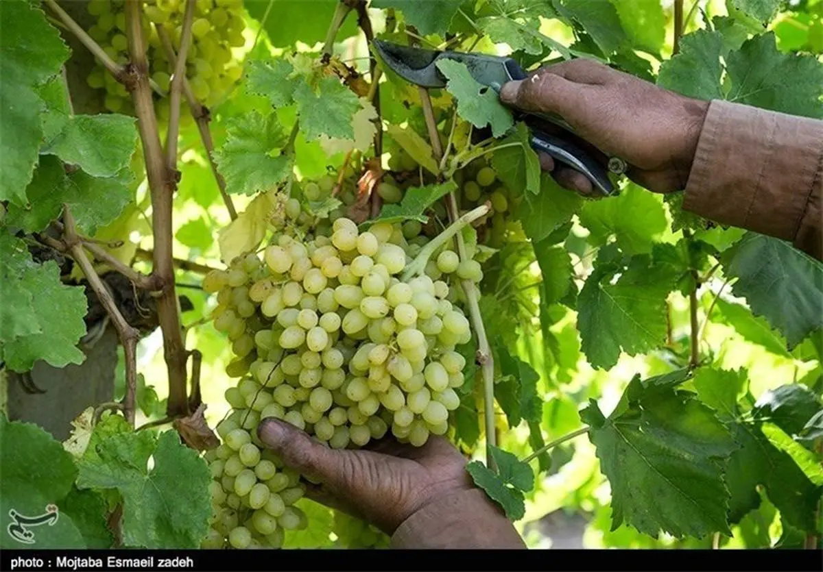 کشف خواص آنتی اکسیدانی انگور فرنگی