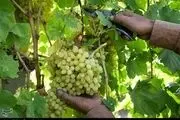 کشف خواص آنتی اکسیدانی انگور فرنگی