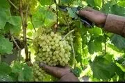 کشف خواص آنتی اکسیدانی انگور فرنگی