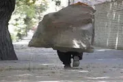 چه کسی پاسخگوی معضل زباله گردی است