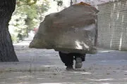 چه کسی پاسخگوی معضل زباله گردی است