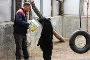 
دلبری خرس سیاه بلوچی+ عکس
