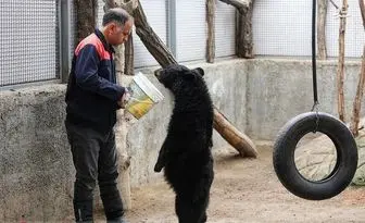 
دلبری خرس سیاه بلوچی+ عکس
